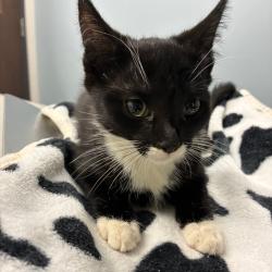 Shelter Stray Male Cat last seen , 1013 Garfield St, Oak Park, IL 60304, USA