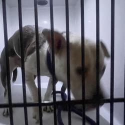 Shelter Stray Female Dog last seen , Animal Care & Control Team of Philly, 111 W Hunting Park Ave, Philadelphia, PA 19140, USA