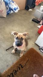 Found/Stray Female Dog last seen Sunrise Elementary, Rancho Cordova, CA 95742