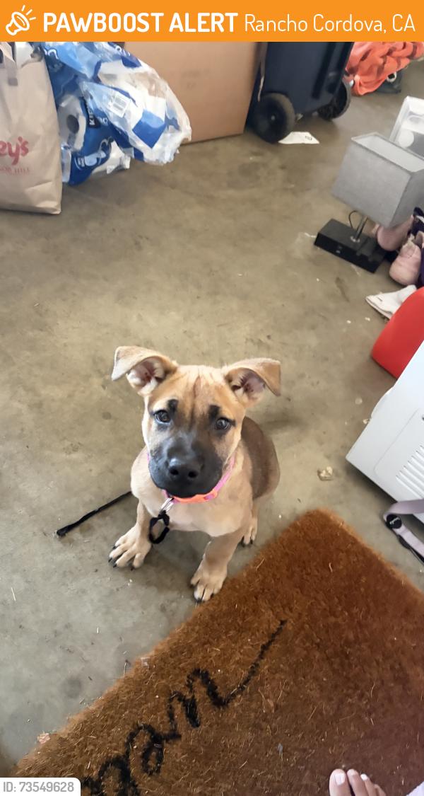Found/Stray Female Dog last seen Sunrise Elementary, Rancho Cordova, CA 95742