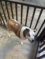 Reunited Female Dog last seen Griffeth St and Rosa Nell Howard St, Athens, GA 30609