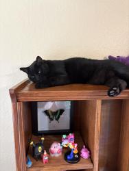 Found/Stray Male Cat last seen Harrison neighborhood, Minneapolis, MN 55405