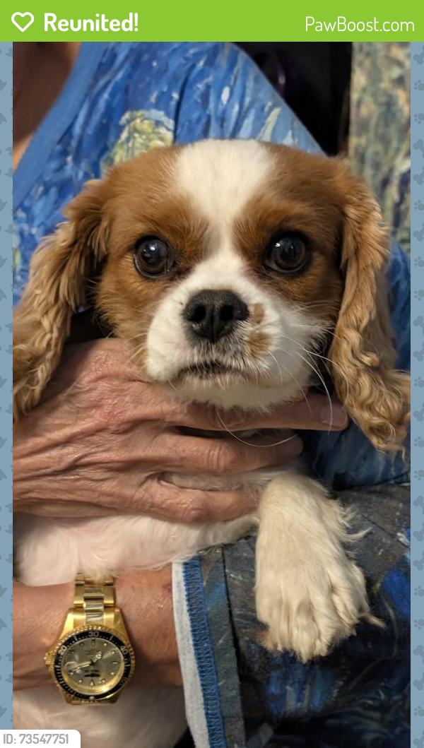 Reunited Female Dog last seen ligorio avenue, greenhills, Hamilton County, OH 45218