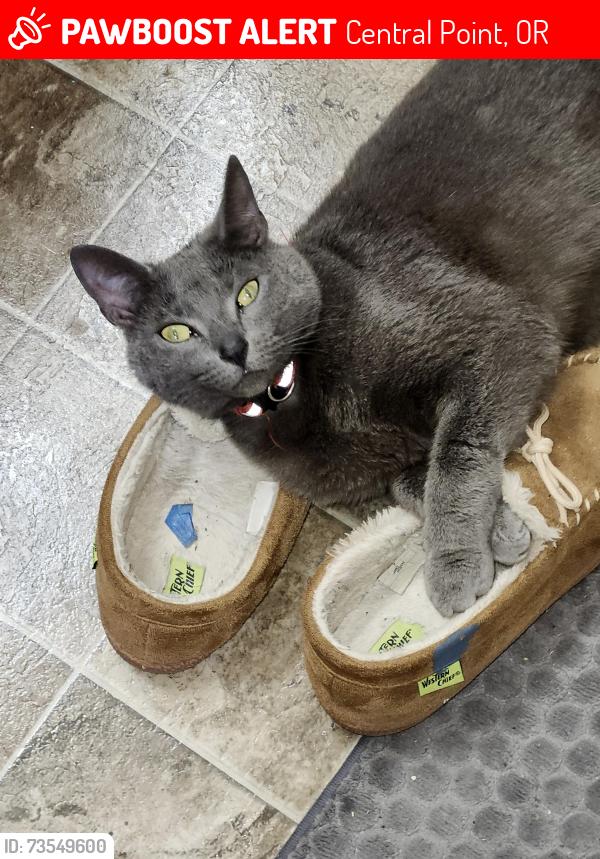 Lost Female Cat last seen Crater High School, Central point, Central Point, OR 97502