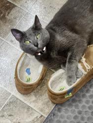 Lost Female Cat last seen Crater High School, Central point, Central Point, OR 97502