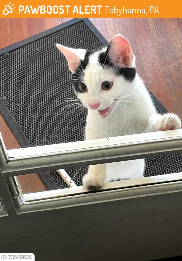 Found/Stray Unknown Cat last seen Maple and Lakeside Dr, Tobyhanna, PA 18466