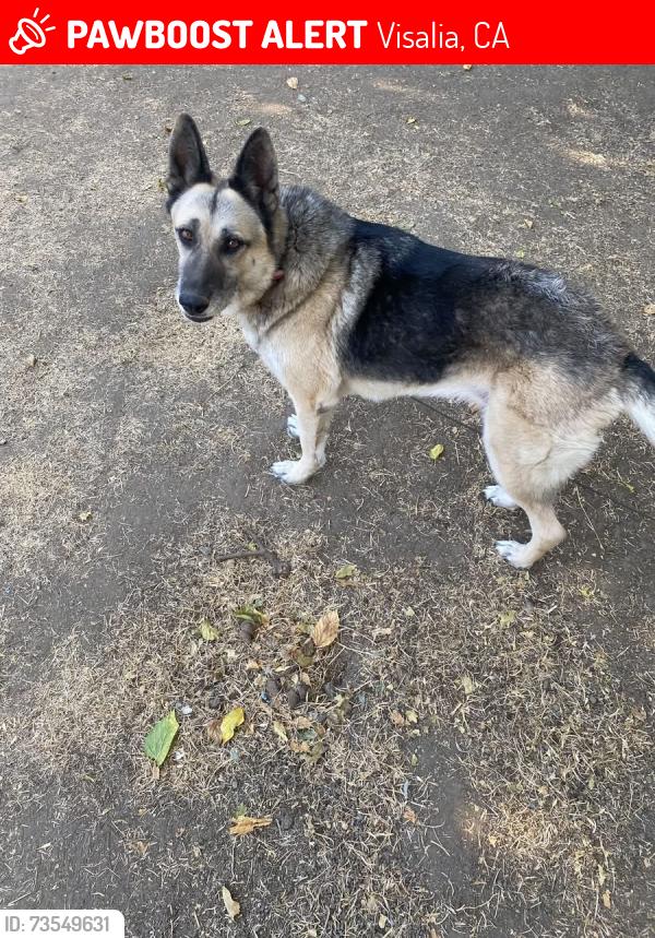 Lost Female Dog last seen Huston Visalia, Visalia, CA 93292