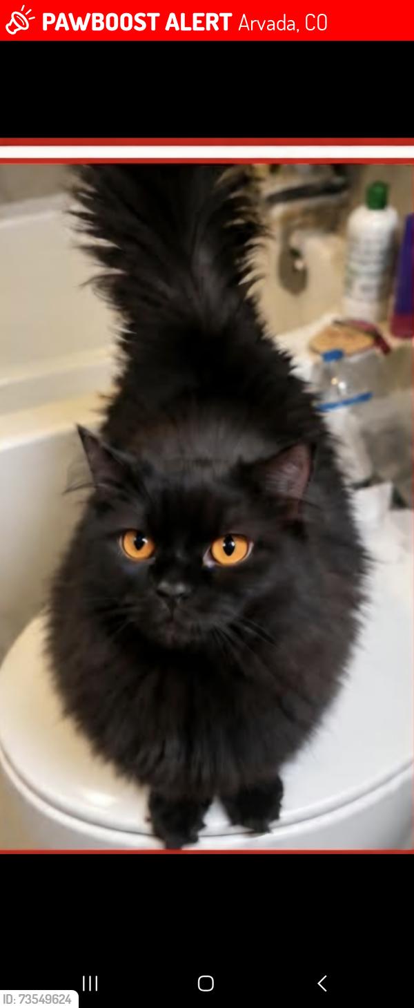 Lost Female Cat last seen Oberon and Allison, Arvada, CO 80004