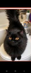 Lost Female Cat last seen Oberon and Allison, Arvada, CO 80004