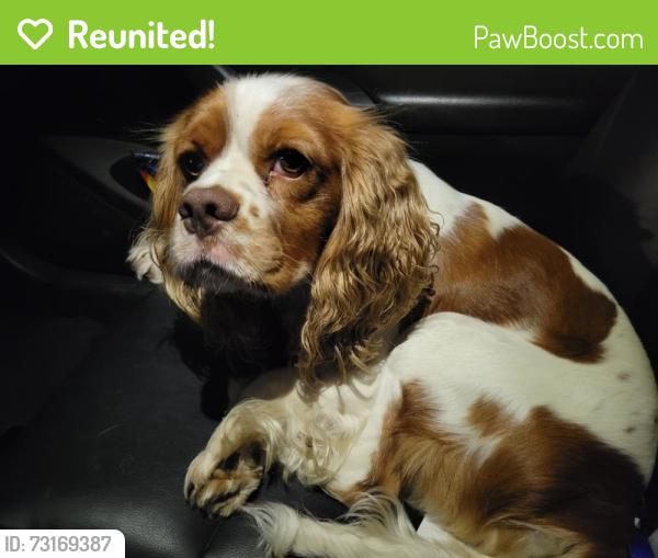 Reunited Male Dog last seen Near East New York street, Indianapolis, IN 46201