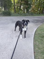 Found/Stray Male Dog last seen Mountain bridge trail, Easley SC, Easley, SC 29640