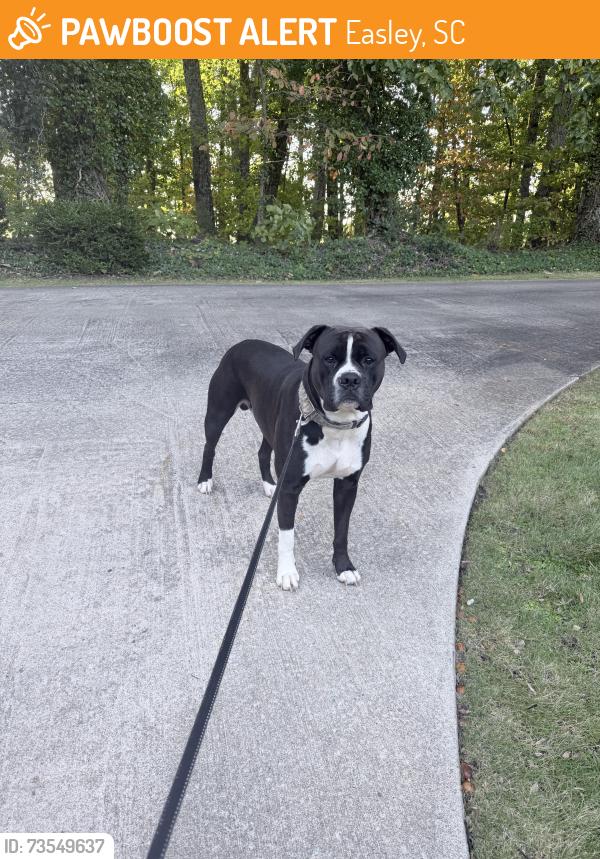 Found/Stray Male Dog last seen Mountain bridge trail, Easley SC, Easley, SC 29640