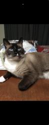 Lost Male Cat last seen 8th street, Oakmont, PA 15139