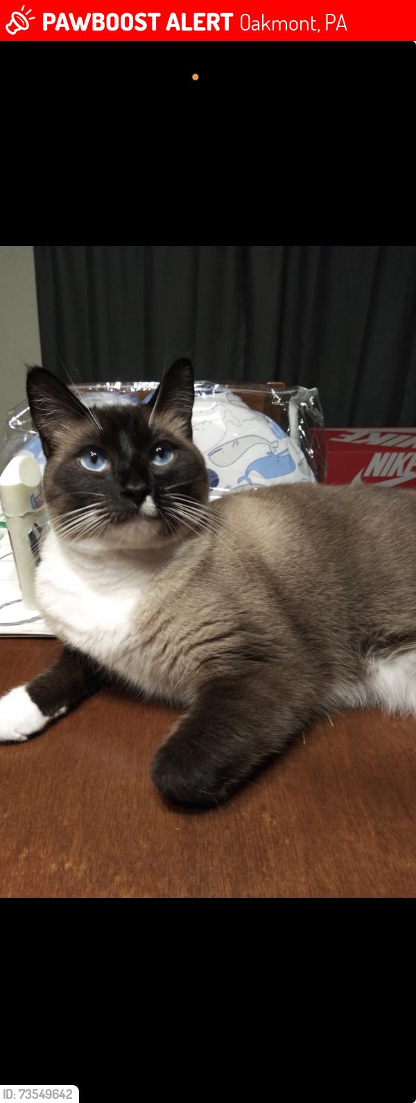 Lost Male Cat last seen 8th street, Oakmont, PA 15139