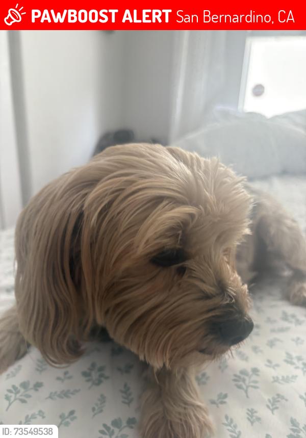 Lost Male Dog last seen Park center/Wineville, San Bernardino, CA 92408