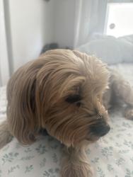 Lost Male Dog last seen Park center/Wineville, San Bernardino, CA 92408