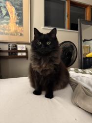 Reunited Female Cat last seen Near Harmony Road Baden PA 15005, Baden, PA 15005