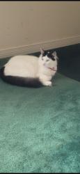 Lost Male Cat last seen Near Shoshone Drive, Pensacola, FL 32507