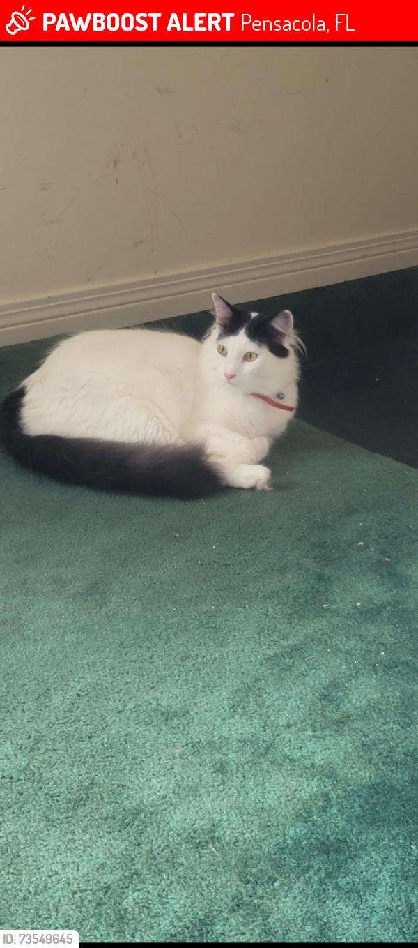 Lost Male Cat last seen Near Shoshone Drive, Pensacola, FL 32507