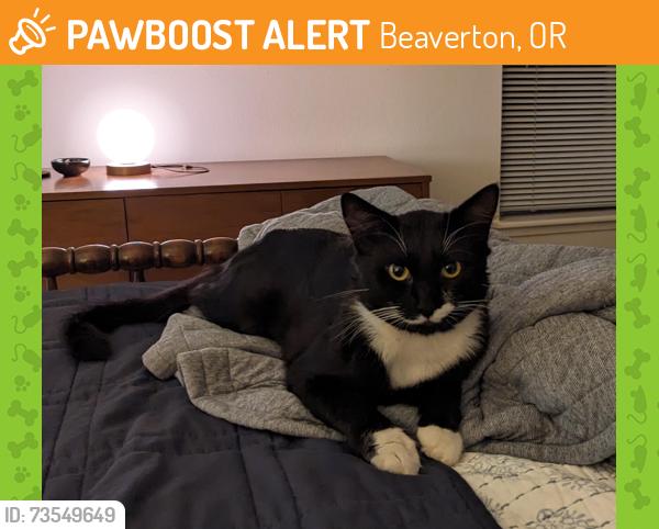 Found/Stray Male Cat last seen SW 11th St and SW Alger Ave., Beaverton, OR 97005