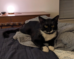 Found/Stray Male Cat last seen SW 11th St and SW Alger Ave., Beaverton, OR 97005