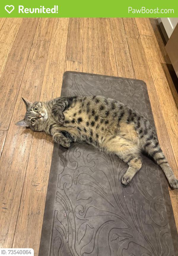 Reunited Female Cat last seen Fernbrook Dr, Winston-Salem, NC 27127