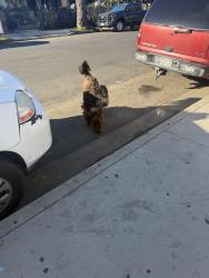 Found/Stray Unknown Dog last seen San Pedro and 42nd Pl, Los Angeles, CA 90011