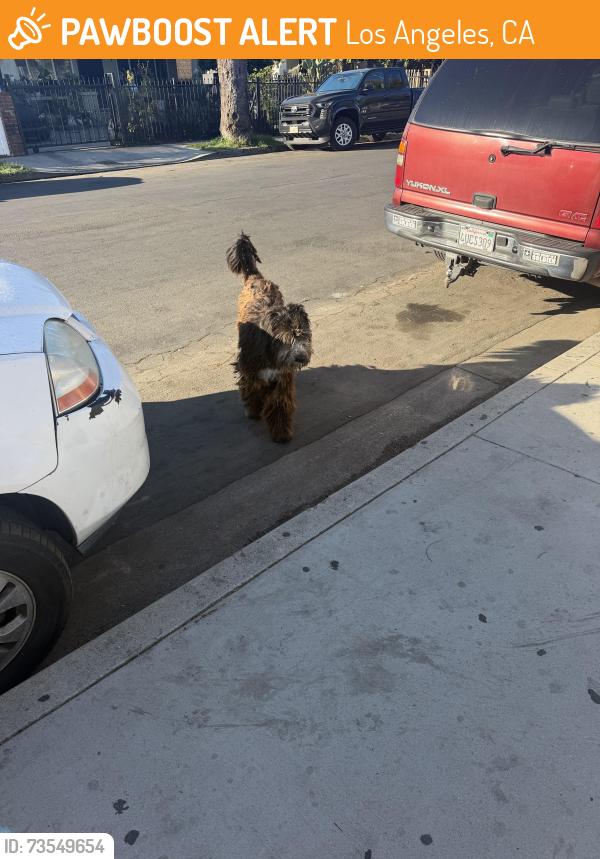 Found/Stray Unknown Dog last seen San Pedro and 42nd Pl, Los Angeles, CA 90011