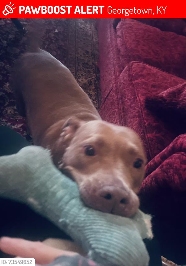 Lost Female Dog last seen Longview golf course , midway exit to BG, Georgetown, KY 40324