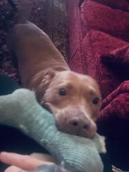 Lost Female Dog last seen Longview golf course , midway exit to BG, Georgetown, KY 40324