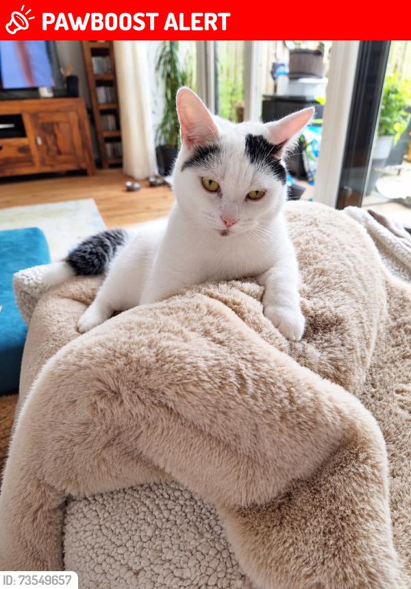 Lost Female Cat last seen Near Old Bell Inn, Delph, England OL3 5GE