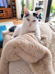 Lost Female Cat last seen Near Old Bell Inn, Delph, England OL3 5GE