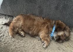 Reunited Male Dog last seen Wheatfield neighborhood, Greensboro, NC 27405