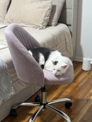 Lost Male Cat last seen Near Adams lane, North Brunswick Township, NJ 08902