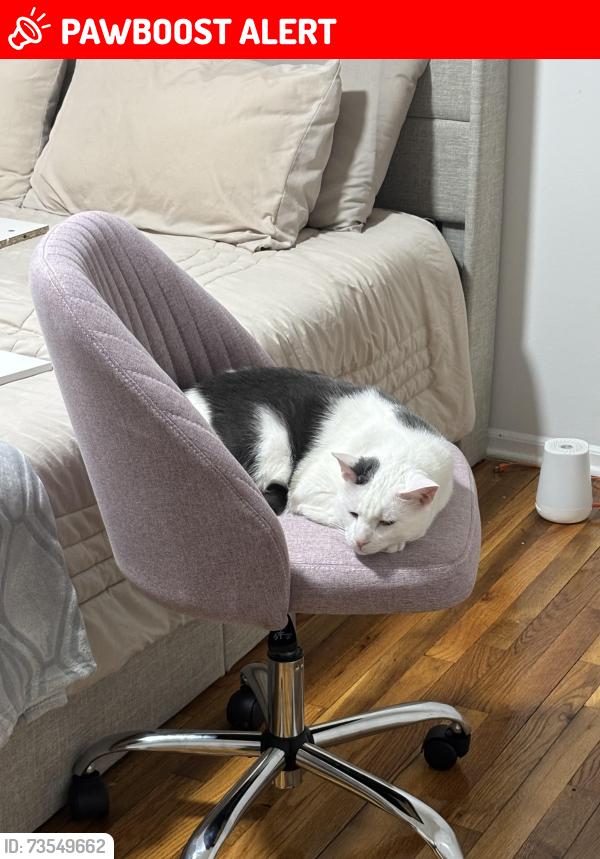 Lost Male Cat last seen Near Adams lane, North Brunswick Township, NJ 08902