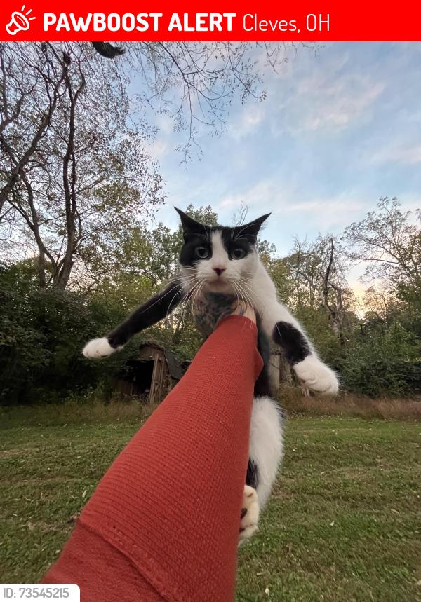 Lost Female Cat last seen Near wesselman rd, and whispering farms, Cleves, OH 45002