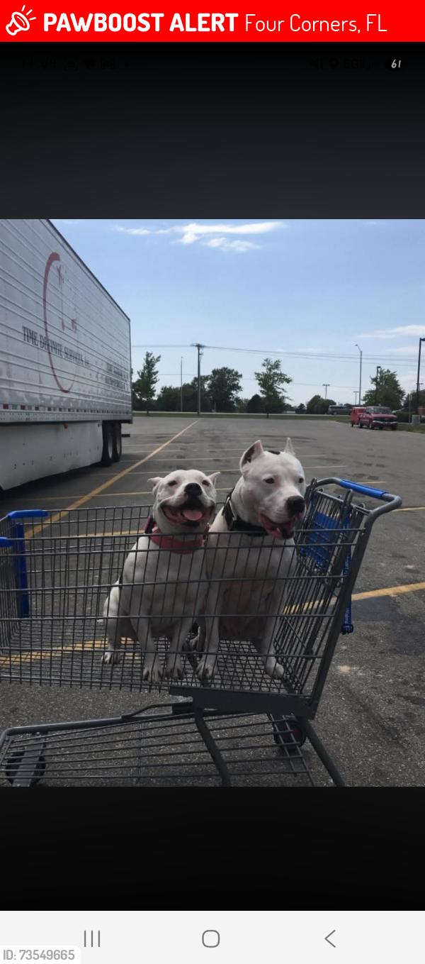 Lost Female Dog last seen Superior Blvd and sawgrass bay bld, Four Corners, FL 34714