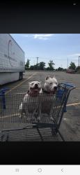 Lost Female Dog last seen Superior Blvd and sawgrass bay bld, Four Corners, FL 34714