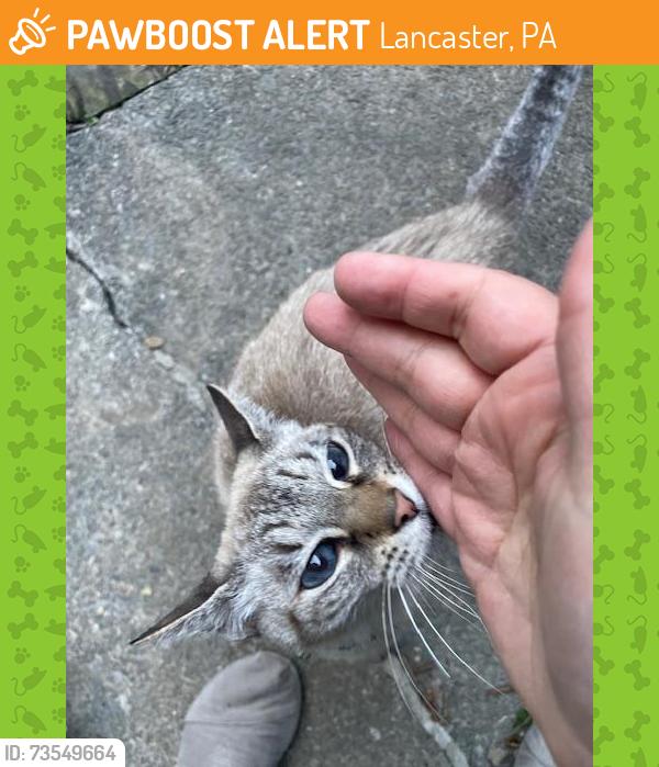 Found/Stray Female Cat last seen Columbia Avenue between Copper Cup and Festiva Laundry, Lancaster, PA 17604