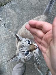 Found/Stray Female Cat last seen Columbia Avenue between Copper Cup and Festiva Laundry, Lancaster, PA 17604