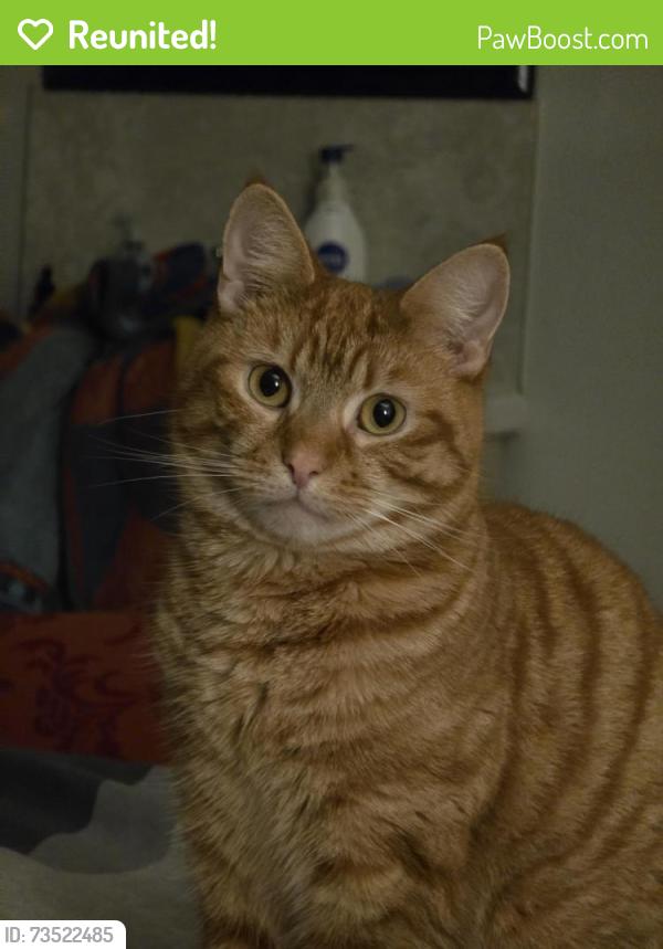 Reunited Male Cat last seen Cookstown school, Coolnafranky, Northern Ireland BT80 8PF