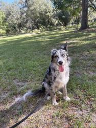 Reunited Male Dog last seen Near corner by Agape Baptist church, Marion County, FL 34482