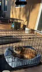 Reunited Male Dog last seen Armoise and Maddalena, French Valley, CA 92596