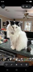 Reunited Male Cat last seen Perdido Bay Country Club, Pensacola, FL 32507