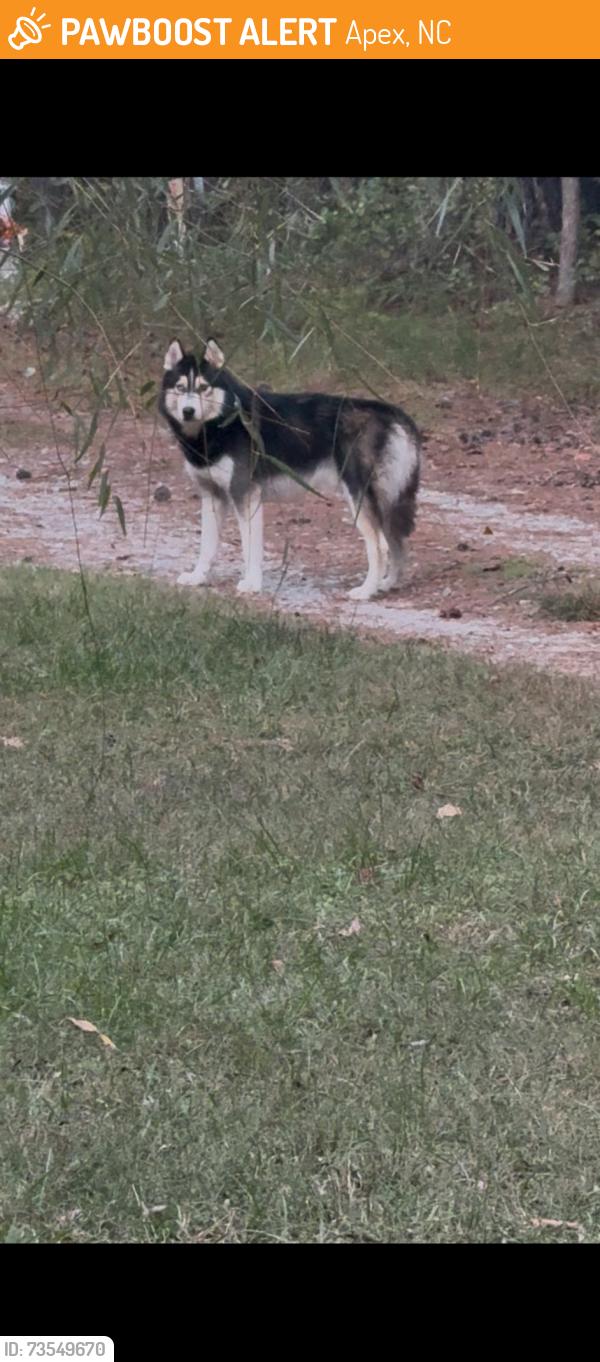 Found/Stray Unknown Dog last seen American tobacco trail and Goodwin rd - hwy 64 w, Apex, NC 27502