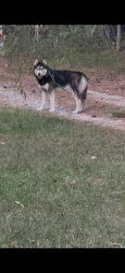 Found/Stray Unknown Dog last seen American tobacco trail and Goodwin rd - hwy 64 w, Apex, NC 27502
