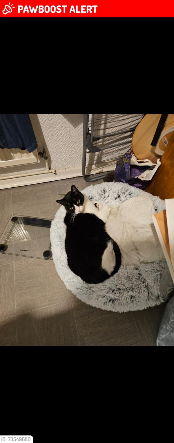 Lost Male Cat last seen Borough close Cowbridge, Vale of Glamorgan, Wales CF71 7BN