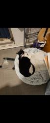 Lost Male Cat last seen Borough close Cowbridge, Vale of Glamorgan, Wales CF71 7BN