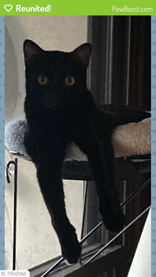 Reunited Male Cat last seen Rayford & 90th St., Los Angeles, CA 90045