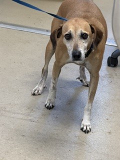 Shelter Stray Female Dog last seen ALAMANCE COUNTY, 221 Stone Quarry Rd, Burlington, NC 27217, USA
